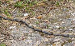 Внимавайте при разходки в паркове и гори: Опасна гъсеница крие риск за хора и животни