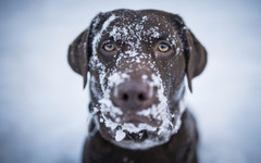 Жена почина от "травматични наранявания на врата", вероятно причинени от домашното ѝ куче
