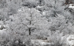 Студена пролет след мразовита зима. Свърши ли глобалното затопляне?