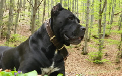 Мъж открадна Кане Корсо от Стражица, полицията откри кучето за дни