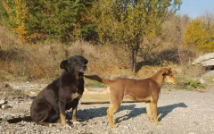 Три кюстендилски общини с идея за регионален приют за кучета