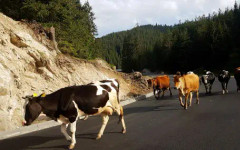 БАБХ разкри 321 "виртуални" животни в Смолянско със субсидии