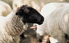 БАхК алармира: Държава отваря вратата за кухи ферми и сив сектор