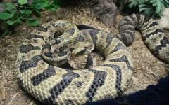 Този учен настъпи хиляди пъти смъртоносни змии, за да не се налага вие да го правите. Откритието му може да спаси животи