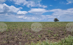 Земеделци у нас получиха компенсации за пропаднали площи през 2024 и 2025 г., съобщи ДФЗ