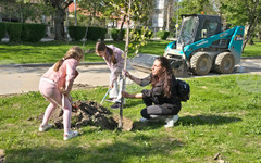 Община Видин засади 34 дръвчета в крайдунавския парк в инициатива с участието на доброволци