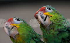 Папагалите използват имена по най-различни начини, показва изследване