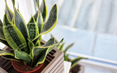 Зелените пазители на съня: Кои растения превръщат спалнята в истински оазис