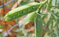 Протеиновият бум измества пшеницата - фермерите засаждат грах и леща