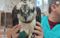 Орел от критично застрашен вид загуби краче - простреляха го