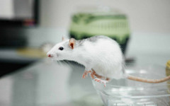 Пробив в медицината: Двойна клетъчна трансплантация излекува диабет тип 1 при мишки