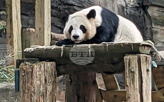Китай ще изпрати две големи панди в зоопарка в американския град Атланта