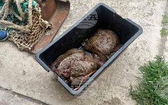 Над 18 кг калкан са иззети от Изпълнителната агенция по рибарство и аквакултури от автомобил край Балчик, превозвал рибата без разрешение