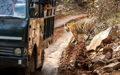 Без селфита на сафари: майка бутнала детето си при тигър