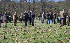 Трофеи от 16 ловно-стопански района от Северна и Южна България бяха представени на изложение за паднали рога в ДЛС "Воден - Ири ХИсар"