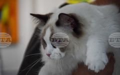 Познати и екзотични породи котки ще участват в изложба в художествената галерия в Благоевград