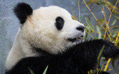 Китай прати в аванс подарък за Тръмп