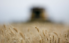 Цената на пшеницата беше по-устойчива от тази на царевицата на световните борси през седмицата, отчитат експертите на ССБ