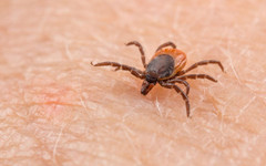 Сезонът на кърлежите: Как да се предпазим и какво да правим при ухапване