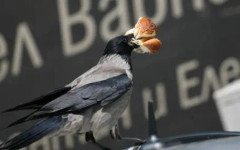 Българите изхвърлят над 614 милиона килограма храна на година