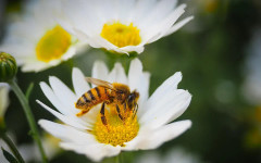 Какво става с пчелите? Режат над 80% от кошерите