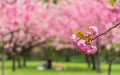 Най-голямата японска градина в Европа е в съседна на България столица