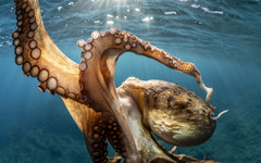 Големи октоподи може да са обитавали океаните преди около 100 милиона години