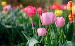 Слънчево, но на много места с умерен и силен вятър в неделя