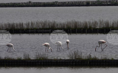 С арт ателие за децата и интересни лекции столичният зоопарк ще отбележи Световния ден на фламингото