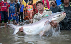 Уникален вид сом от река в Югоизточна Азия е застрашен от изчезване