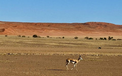 Сафари, племена и реалност: По следите на дивата природа и древните култури в Намибия