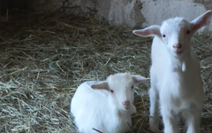 Овцевъдството в Родопите изчезва: Историята на Салих Паша и последното стадо в Бориково