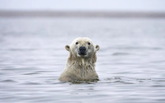 Селище в Аляска планира да поднови посещенията с цел снимане на бели мечки през 2027 година