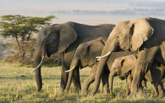 Сафари се превърна в трагедия: Слонове стъпкаха милионер в Централна Африка