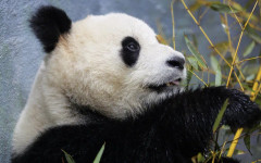 Китай ще изпрати панди в САЩ преди планираната визита на Тръмп
