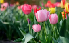 Времето днес, прогноза за събота, 25 април: Предимно слънчево и по-малко ветровито