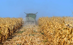 Цената на пшеницата беше по-устойчива от тази на царевицата на световните борси през седмицата, отчитат експертите на ССБ