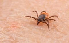 Сезонът на кърлежите: Как да се предпазим и какво да правим при ухапване