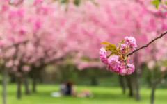 Най-голямата японска градина в Европа е в съседна на България столица