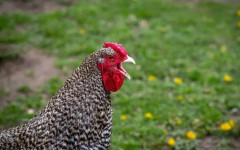 Малки ферми ще продават яйца без маркировка при нови правила