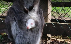 Бейби бум в зооцентъра в Добрич: Рядко кенгуру албинос е сред новите попълнения