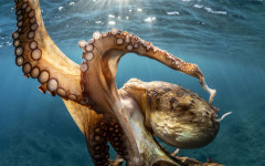 Големи октоподи може да са обитавали океаните преди около 100 милиона години