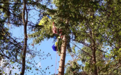 Спасиха парапланерист, паднал и оплел се в 20-метров бор в Осогово