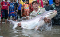 Уникален вид сом от река в Югоизточна Азия е застрашен от изчезване