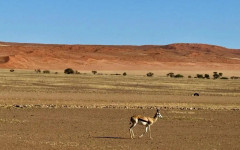 Сафари, племена и реалност: По следите на дивата природа и древните култури в Намибия