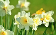 Времето днес, прогноза за неделя, 26 април: Остава слънчево, но вятърът се усилва