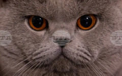 Японски учени разработиха препарат за лечение на хронично бъбречно заболяване при котки