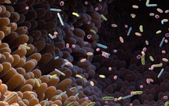 Промените в чревната флора показват рисковете от болестта на Паркинсон