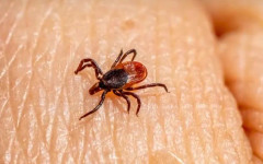 Сезонът на кърлежите дойде: Как да защитим домашните любимци и семейството си