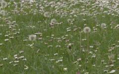 Всеки трети българин страда от някаква алергия